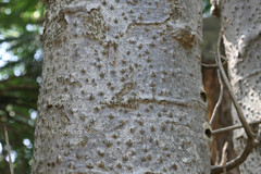 Adansonia digitata